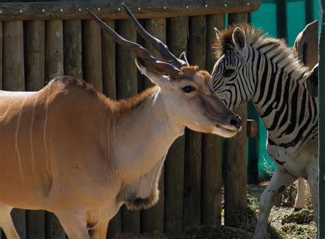 The Quagga Project - Bringing an Animal Back From Extinction!