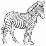 Zebra Coloring Pages  Coloring Gem sketch template