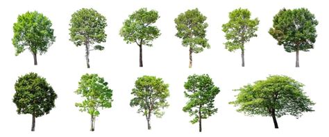 10 Astounding Facts About Trees | Princeton Tree Care