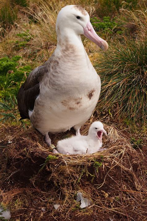 Tristan albatross are hatching!