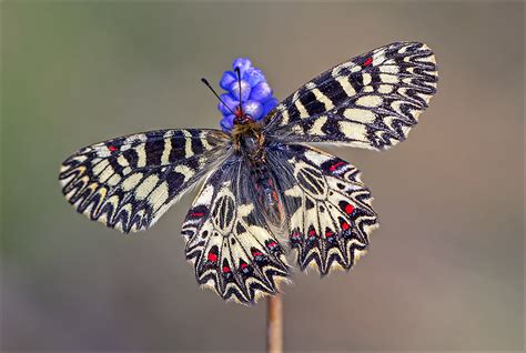 UK Butterflies - Papilionidae