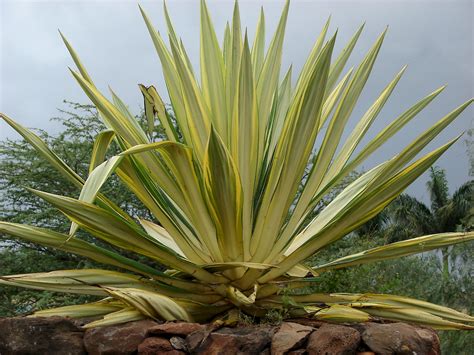 Furcraea foetida - UF/IFAS Assessment - University of Florida ...