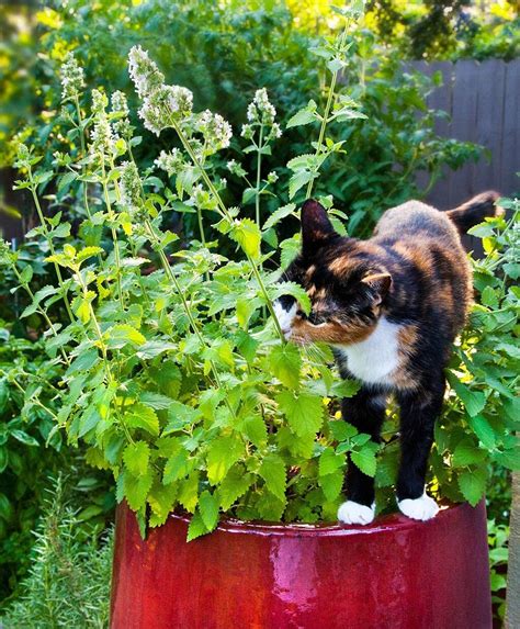 Catnip Seeds to Grow 150 Seeds Cats go Wild for This Easy | Etsy