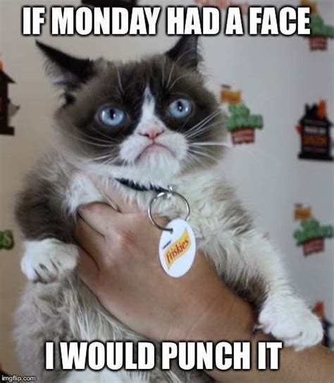 If Monday Had A Face I Would Punch It #dogsfunnyjokes | Grumpy cat ...