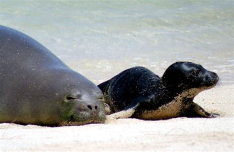 Mediterranean Monk Seal – "OCEAN TREASURES" Memorial Library