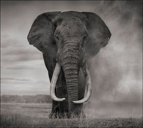 Nick-Brandt-Elephant-in-Dust-Amboseli | Elephant photography, Elephant, Nick brandt