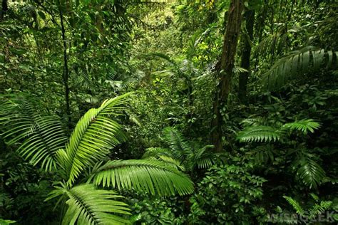 inside of the brazilian rainforest - Google Search | Tropical rainforest, Rainforest pictures ...