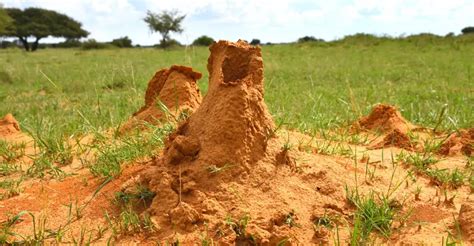 Learn How to Identify Lawn Termite Mounds in Yard And Prevent More of Them