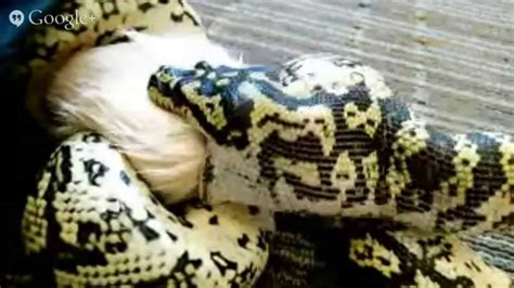 Snake Adaptations - Eating - YouTube