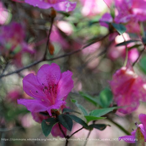 Formosa Azalea | PlantAddicts.com