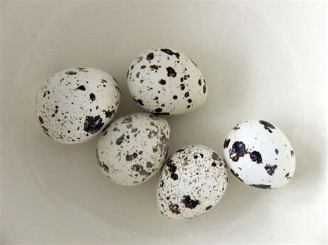 Small bird eggs. Bird Eggs, Quail Eggs, Joy And Sadness, Egg Photo, Black And White Birds, Still ...