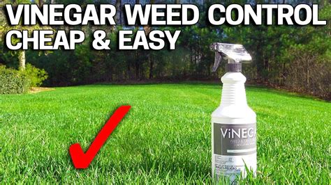 Vinegar Weed Killer - Works in 24 Hours - YouTube