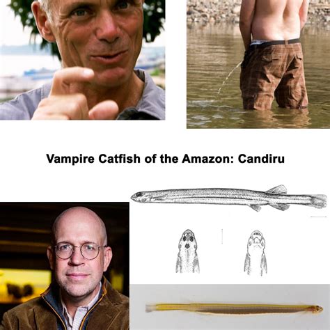 273 - The Bloodsucking Catfish - Candiru - MonsterTalk