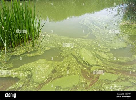 Blue-Green Algae (Cyanobacteria) bloom on Slapton Ley, Devon, England. This bacteria produces ...