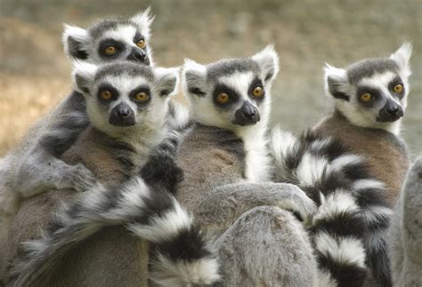 Madagascar | Madagascar animals, Wildlife safari, Madagascar culture