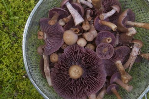 Getting Started with Wild Mushrooms: The Basics - Backyard Forager