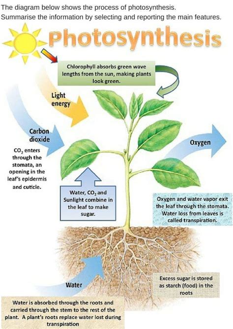 Where is Starch Stored in Plants