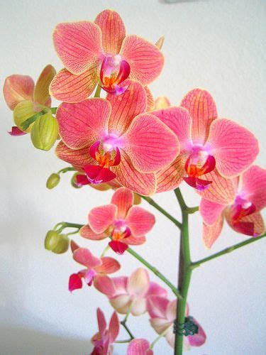 Phalaenopsis orchid with sunset colours | Phalaenopsis orchid, Orchids, Orchid color