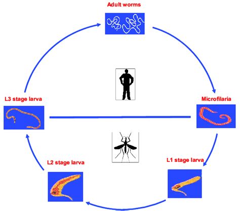 Life cycle of Wuchereria bancrofti. | Download Scientific Diagram