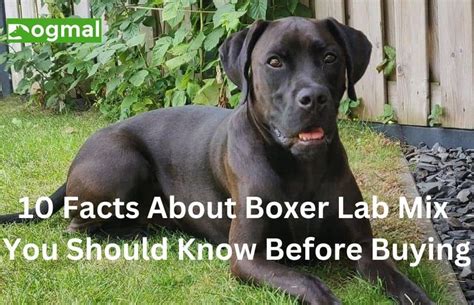 10 Facts About Boxer Lab Mix You Want To Know Before Buying