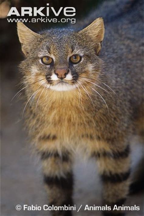 Wild Cats: The Pampas Cat – kimcampion.com