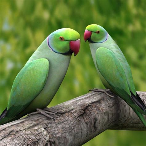 Aviculture Hub (@AvicultureHub) | Twitter | Parrot image, Parrots art, Colorful parrots