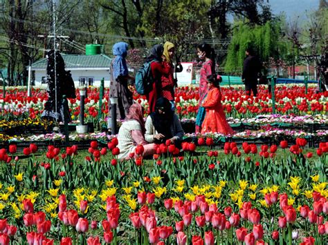 Jammu and Kashmir: 6-day long Tulip Festival enlivens Srinagar | Indiablooms - First Portal on ...