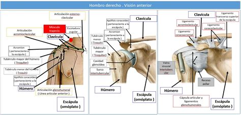 ANATOMÍA RELACIONADA CON EL HOMBRO | Dolopedia