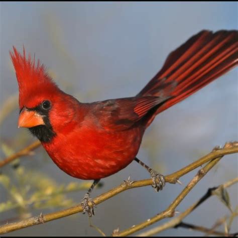 Northern Cardinal Song