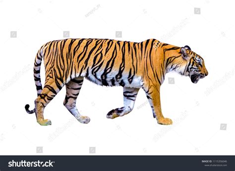 Tiger White Background Isolate Full Body Stock Photo 1115356046 | Shutterstock