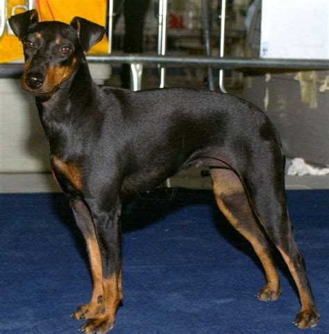 Toy Manchester Terrier - Puppies, Rescue, Pictures, Information, Temperament, Characteristics ...