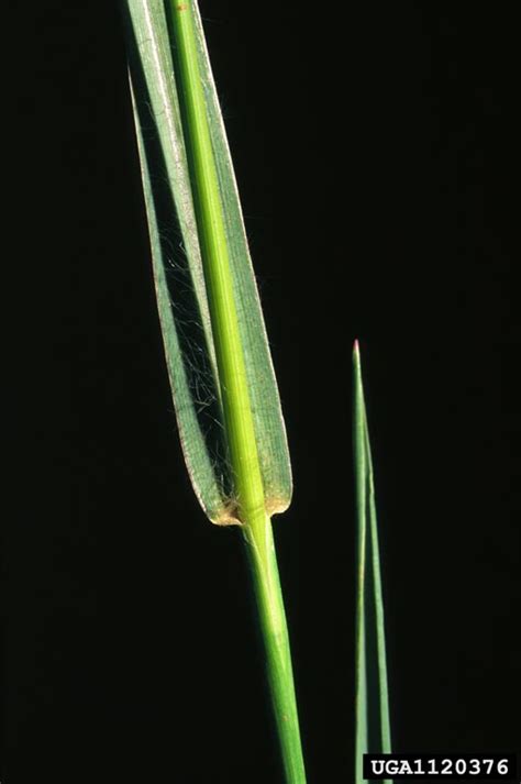 pearl millet (Pennisetum glaucum)