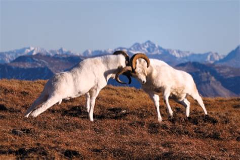 Large Animals Of Denali National Park