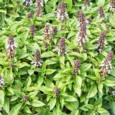 Thai Basil Seeds | Herb Seed for Sale | Everwilde Farms