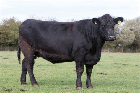 20 Pedigree Aberdeen Angus In-Calf Breeding Cows, Heifers, Bulls ...