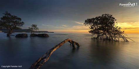 Hutan Mangrove: Pengertian, Fungsi, dan Flora Fauna