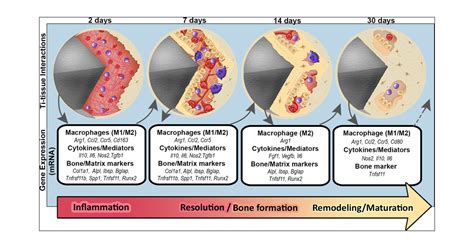 Cellular And Molecular Dynamics During Early Oral, 58% OFF