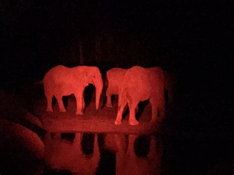 African Elephants at Night - ZooChat