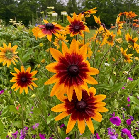 Gloriosa Daisy – Revival Seeds