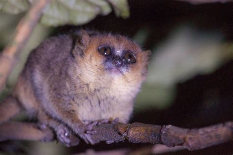 Goodman’s Mouse Lemur on Andasibe night walk Madagascar | Cute wild ...