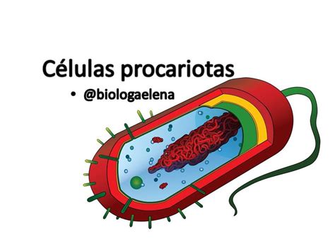 Características Células procariotas: Parte 1 - YouTube