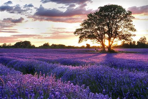 HD wallpaper: purple flower field, landscape, lavender, plant, flowering plant | Wallpaper Flare
