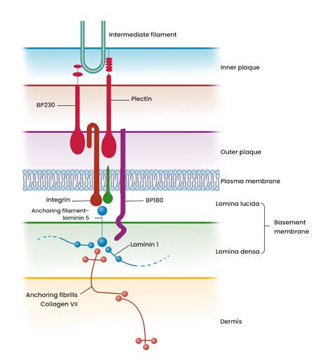 Hemidesmosome And Desmosome