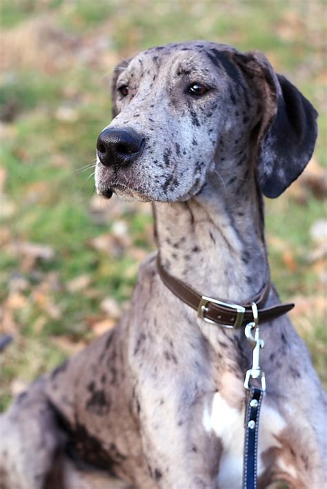 Blue Merle Great Dane | 5 months old | Daniel Marshall | Flickr