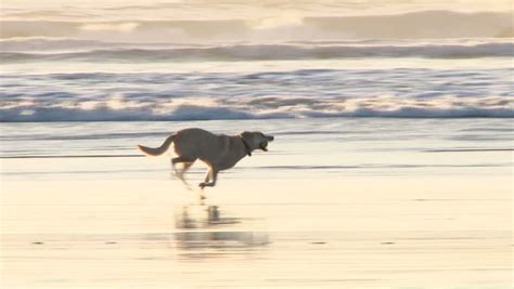 Happy Dog at the Beach Stock Footage Video (100% Royalty-free) 5467016 | Shutterstock