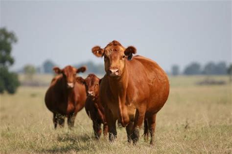 Beef Cattle Discovery - Breeds - Red Angus | Animal & Food Sciences