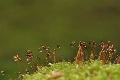 Mushroom Spore Prints – Mushroom Pros