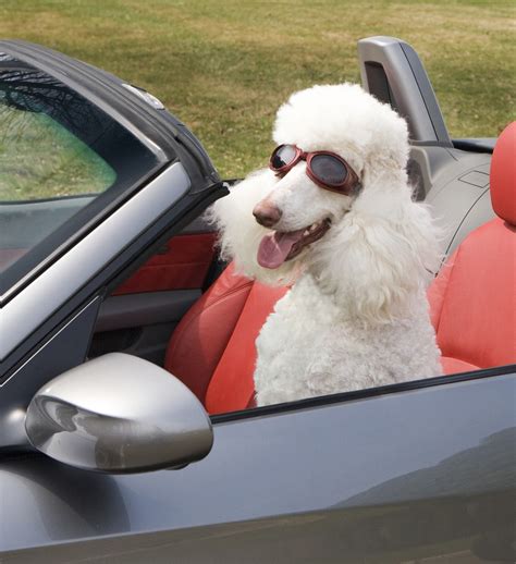 22 of the coolest dogs out for a drive. – Favrify