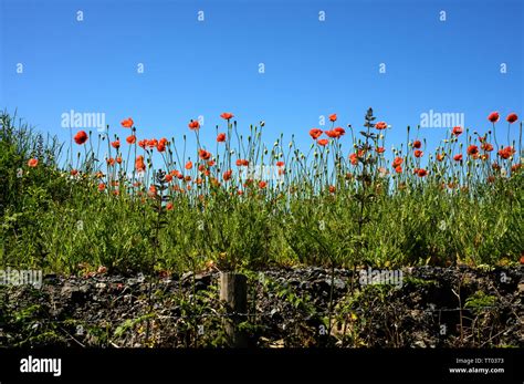 One of several varieties of wild poppy, these growing on disturbed ...