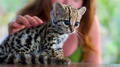 The Exotic Jungle Looks and Wild Ocelot cat - Cats In Care